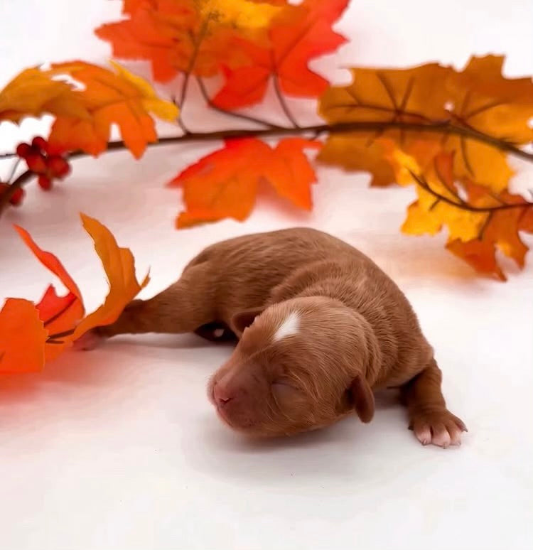 Baby Poo’s