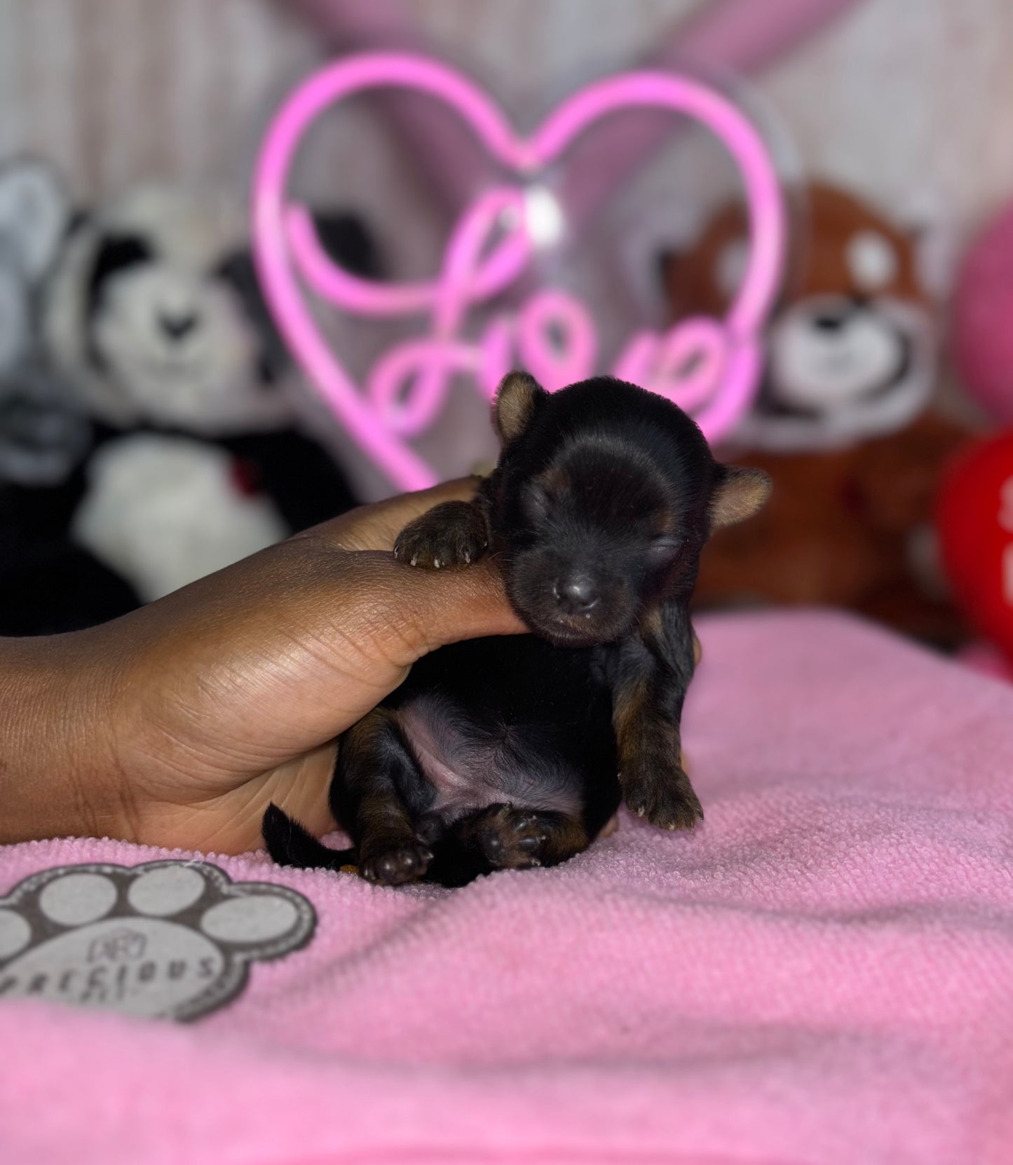 BabyShoe “Micro”