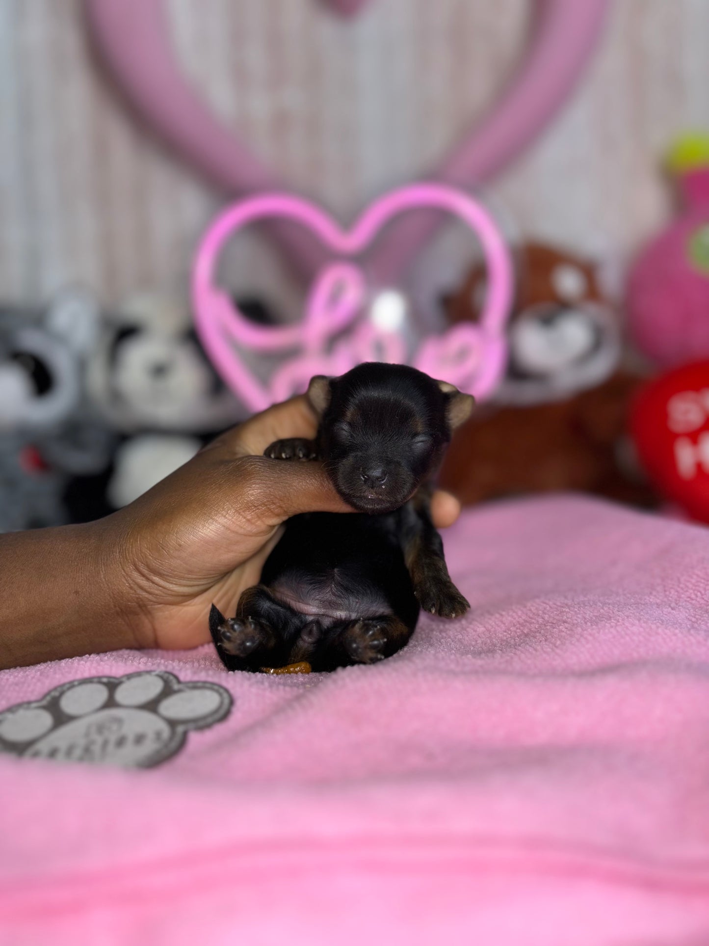 BabyShoe “Micro”