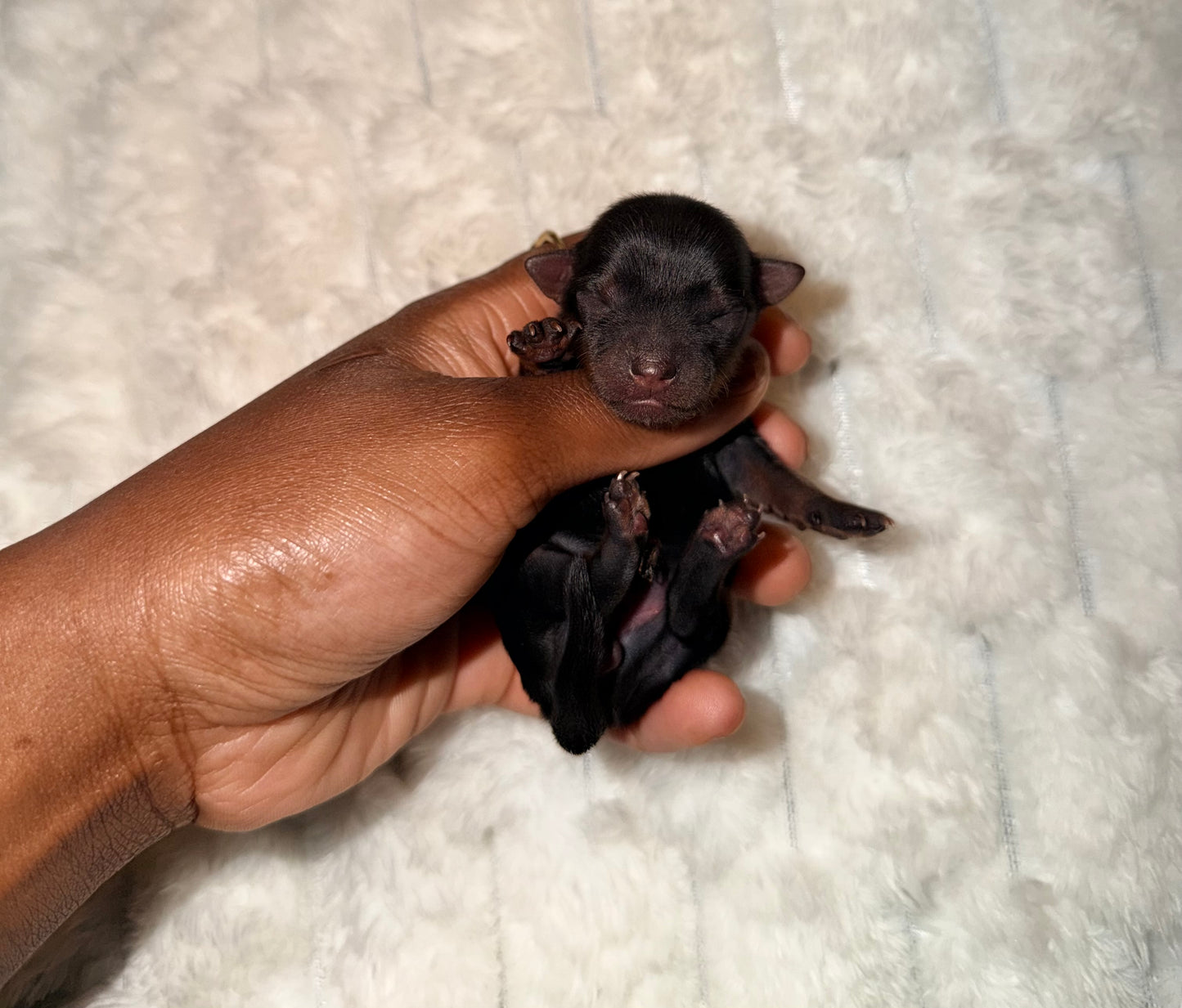 BabyShoe “Micro”