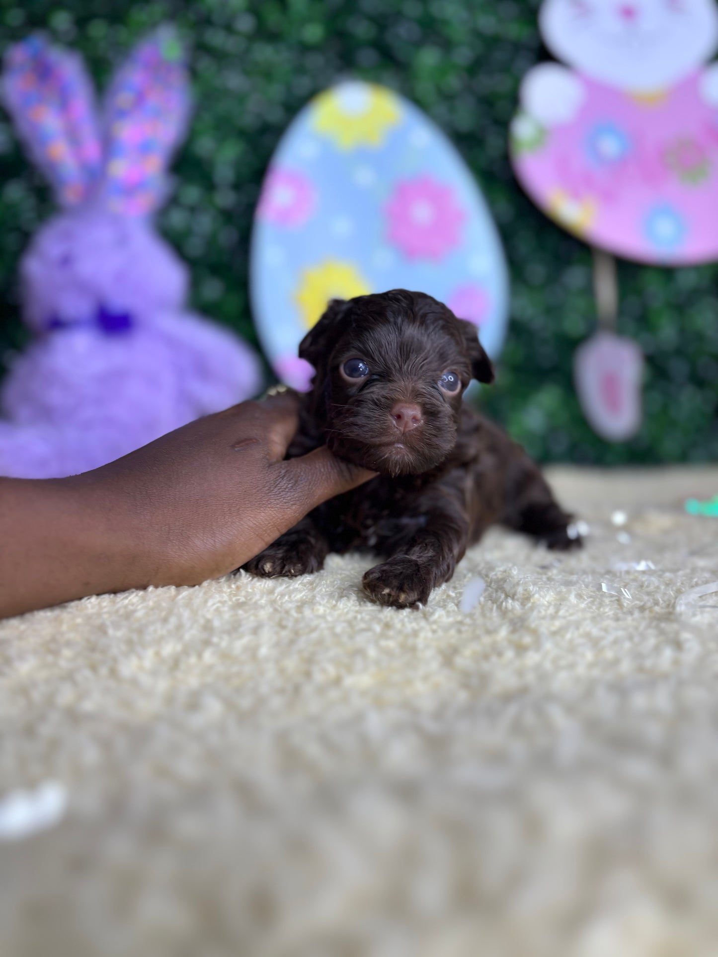 BandMan Choco