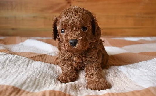 Cavapoo Girls