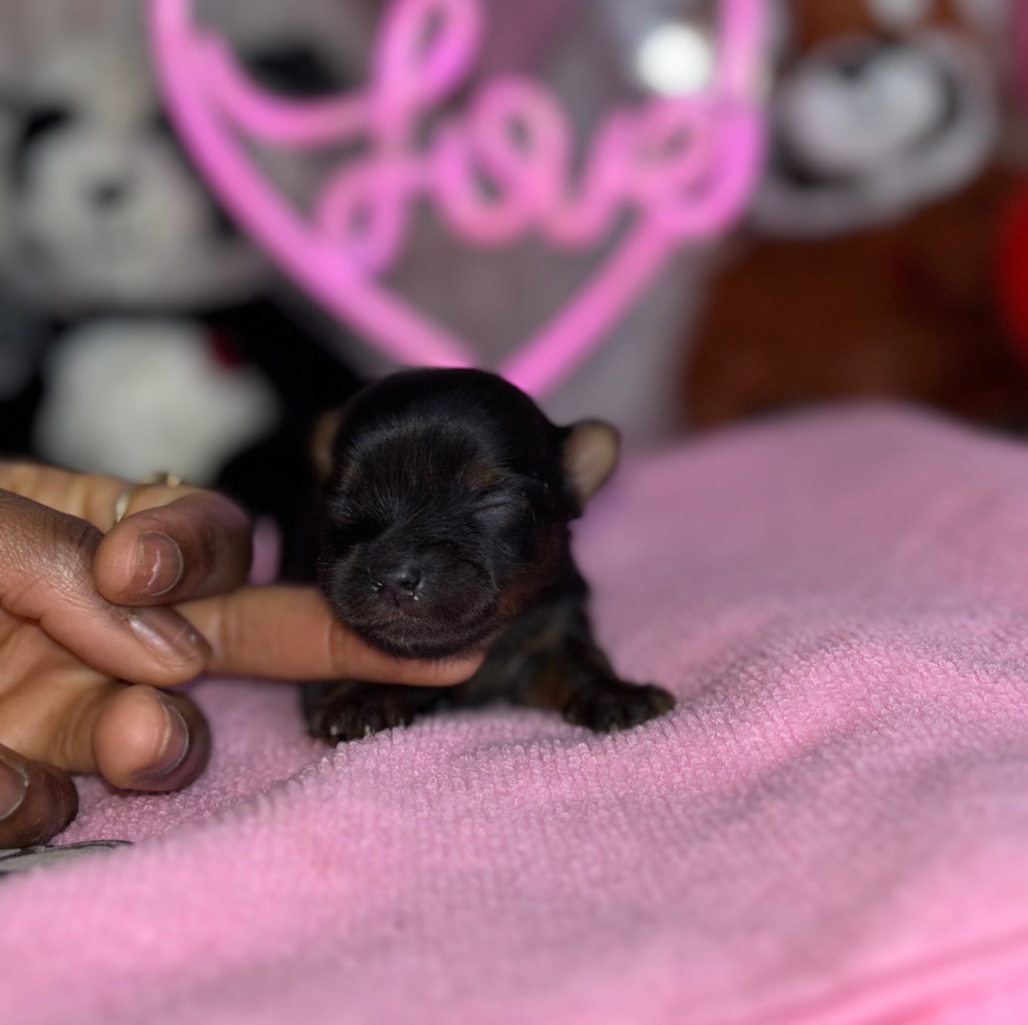 BabyShoe “Micro”